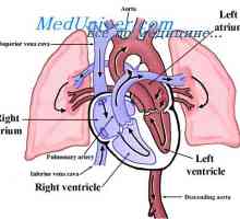 Pretok krvi v pljučih med vadbo. Pljučna pretok krvi v odpovedi srca