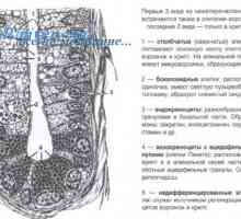 Oblikovanje tankega črevesa zarodka embriogenezo, morfogeneza