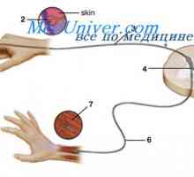 Funkcija mišičnih vreten. Upogib refleksni mehanizem umika