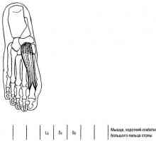 Funkcionalni testi spodnjih okončin mišic upogibanja v metatarsophalangeal spoja palca