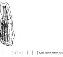 Funkcionalni testi spodnjih okončin mišičnih interfalangealnih sklepov prstov