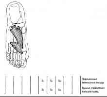 Funkcionalna mišic spodnjih testov okončin oddanih in umik iz prstov