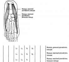 Funkcionalni testi mišic spodnjih okončin, razširitev prstih