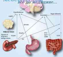 Gastrin, sekretin, holecistokininski-pancreozymin: sinteza, funkcija