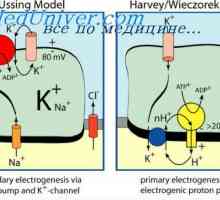 Kontrtransport kalcijeve in vodikovi ioni. Aktivni transport v tkivih