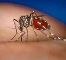 Denga hemoragična mrzlica: simptomi, patogen