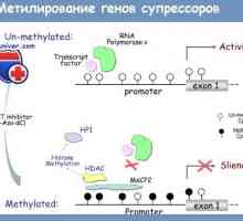 Genetsko vtisnjenje in DNA metilacije pri regulaciji intestinalne funkcije