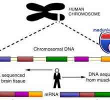Geni in človeški kromosom. struktura