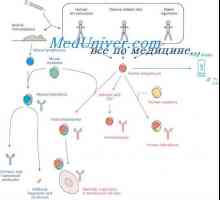 Hibridizacijo mRNA in DNA protiteles. Lokalizacija v- in genov v genomu imunoglobulinov
