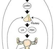 Hipotalamus-hipofiza-ovarijev sistem. starost funkcije