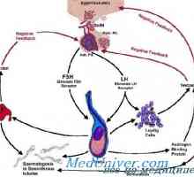 Hipotalamus. Gonadotropin sproščujočega hormona funkcija (GnRH)