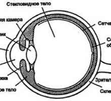 Oko kot optični instrument
