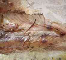 Worms (helminti helmintoze) v ribah, nevarne za človeka