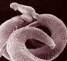 Worms (helminti) olajševalno imunost