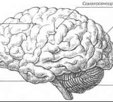 Možgani: zunanje lastnosti