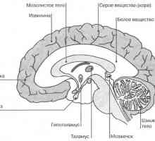 Brain notranje značilnosti