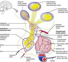 Hipofiznih hormonov. anterior lobe