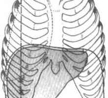 Kirurška anatomija jeter