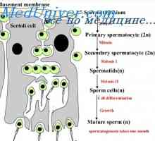 Sperme in njegova sestava. Funkcionalna dejavnost sperme