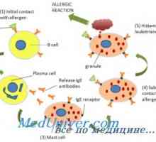 Imunoglobulin E (IgE) in eozinofilcev v alergijskih reakcij