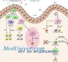 Imunostimulatorna sposobnost dendritične celice. Aktivacija naravne imunosti
