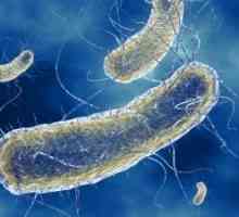 Okužbe zaradi Escherichia coli