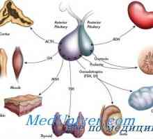Zgodovina endokrinologije. Odkritje insulina, tiroidnih hormonov in menstrualni ciklus