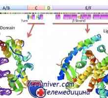 Jedrnih receptorjev za steroidne hormone: estrogen, progesteron, androgena