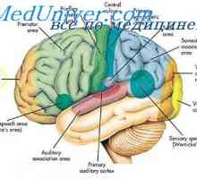 Združenje področja možganske skorje. Fiziološke deli možganov