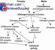 Jajčnikov Steroidogeneza. Teorija dveh celic dveh gonadotropinov