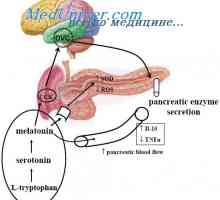 Učinki holecistokinin-pancreozymin. Učinek holecistokinin na prebavni sistem