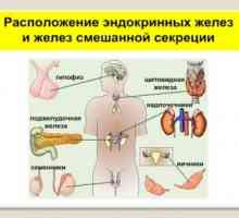 Sistem endokrinih človeškega telesa