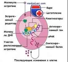 Estrogenski receptor. Struktura in funkcija