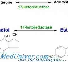 Estrogen sinteza, metabolizem. estrogena receptorji