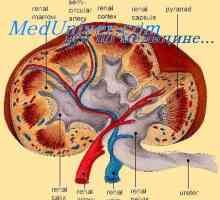 Vloga glomerulotubulyarnogo ledvic mehanizma. Vloga renina pri regulaciji delovanja ledvic