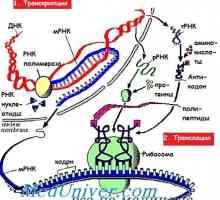Faze mRNA prevajanja med sintezo proteinov