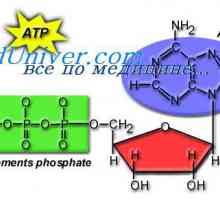 Kot uporabljamo celičnega ATP? Gibanje amebastem celica