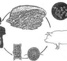 Kako okužba svinjska trakulja (teniasis), če jeste meso?