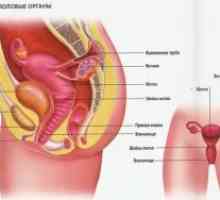 Kako ženski reproduktivni sistem