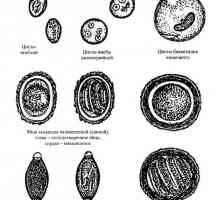 Kako so jajca črvi (paraziti) pri ljudeh?