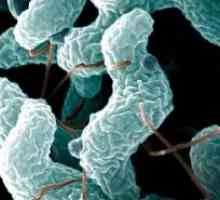 Okužba z bakterijo Campylobacter