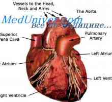 Zunanja ureditev delovanja črpalne srca. Avtonomna ureditev srca