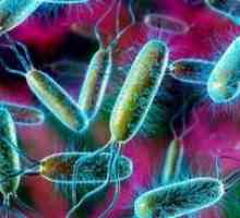 E. coli: zdravljenje, simptomi, vzroki, simptomi