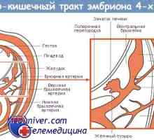 Oblikovanje želodca. zarodek želodec