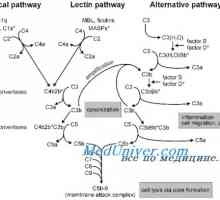 Klasična pot aktivacije komplementa