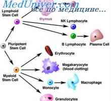 Celice, ki vplivajo na matične celice. Generacijski cikel izvornih celic