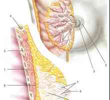 Klinični anatomija prsnega koša in fasiy celičnih prostorov