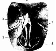 Klinični anatomija zunanjega nosu