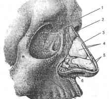 Klinični anatomija nosu in obnosnih votlin