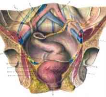 Klinični anatomija danke
